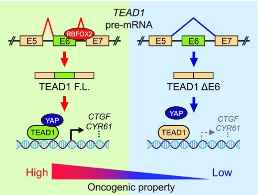 Exploring a New Biocatalyst from Bacillus thuringiensis JNU01 for