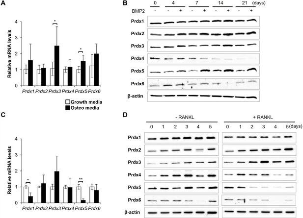 Exploring a New Biocatalyst from Bacillus thuringiensis JNU01 for  Polyethylene Biodegradation